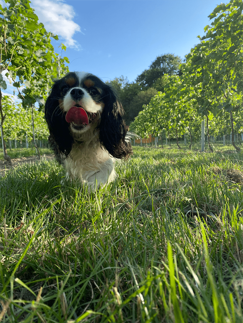 winnica dębowe szepty cavalier king charles spaniel