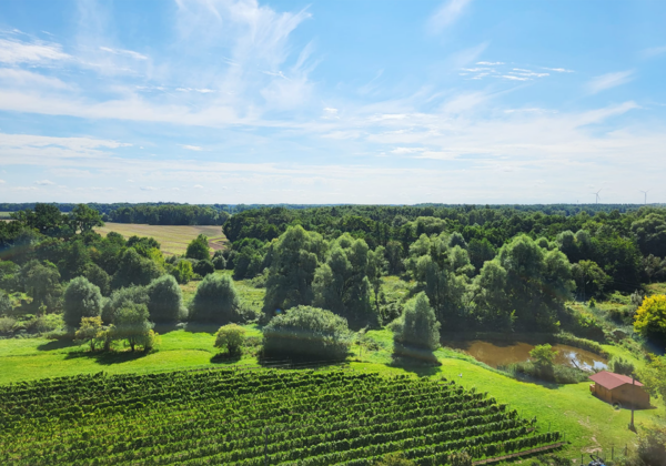 winnica dębowe szepty widok winnicy