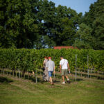 Weekend otwartych winnic - winnica dębowe szepty